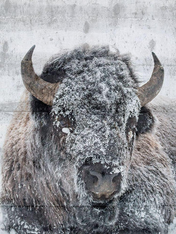 Snow Bison White Modern Wood Framed Art Print with Double Matting by Phillip, Jamie