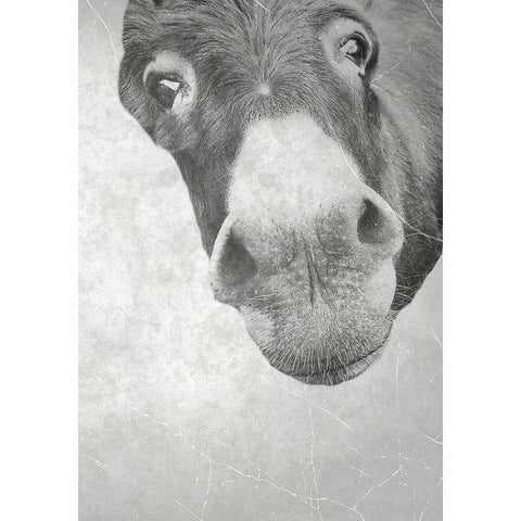 Farm Donkey White Modern Wood Framed Art Print by Phillip, Jamie