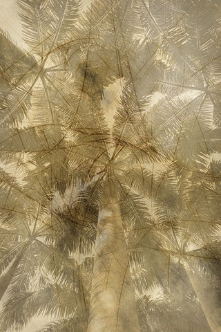 Golden Palm Black Ornate Wood Framed Art Print with Double Matting by Phillip, Jamie