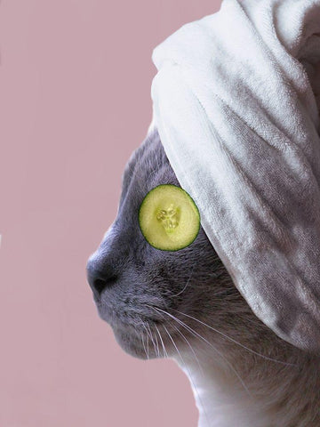 Spa Cat White Modern Wood Framed Art Print with Double Matting by Phillip, Jamie