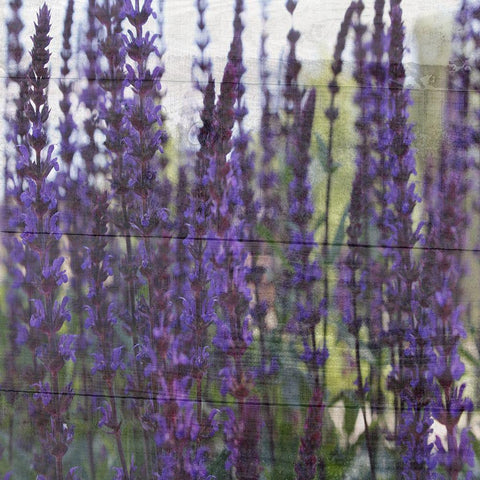 Lavender Flower Black Ornate Wood Framed Art Print with Double Matting by Phillip, Jamie