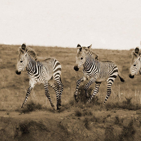 Young Runners Gold Ornate Wood Framed Art Print with Double Matting by Phillip, Jamie