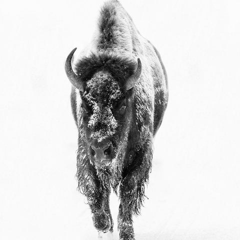 Blizzard Buff Black Modern Wood Framed Art Print by Phillip, Jamie