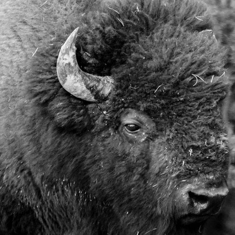 Buffalo Baby White Modern Wood Framed Art Print by Phillip, Jamie