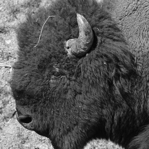 Buffalo Baby 2 White Modern Wood Framed Art Print by Phillip, Jamie