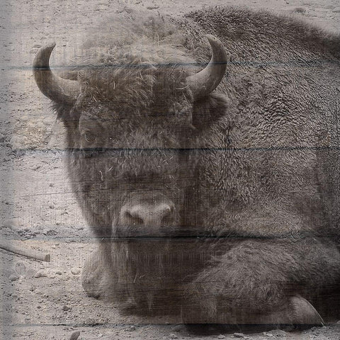 Buffalo Baby 3 White Modern Wood Framed Art Print by Phillip, Jamie