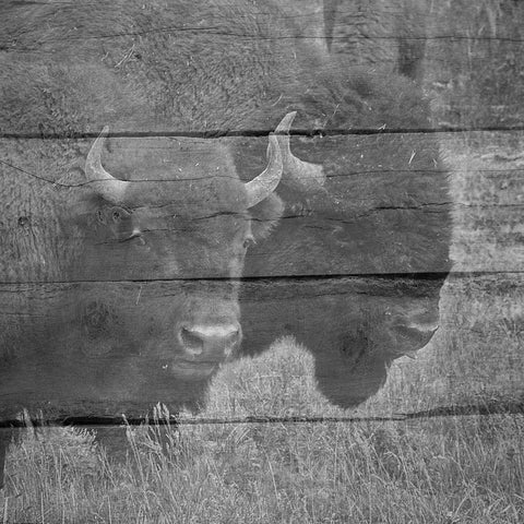 Bison White Modern Wood Framed Art Print by Phillip, Jamie
