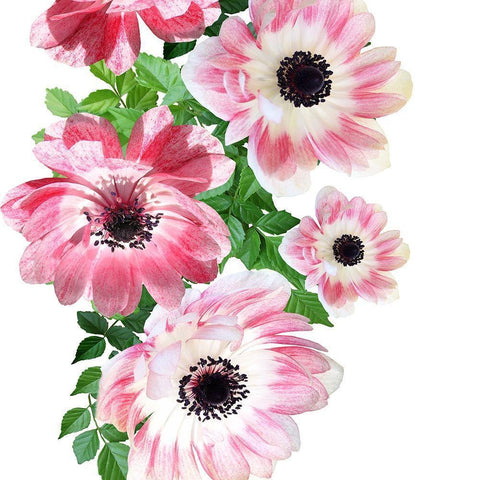 Rose Garden 2 White Modern Wood Framed Art Print by Phillip, Jamie