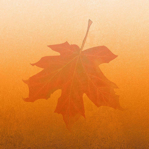 Seasons Black Ornate Wood Framed Art Print with Double Matting by Phillip, Jamie