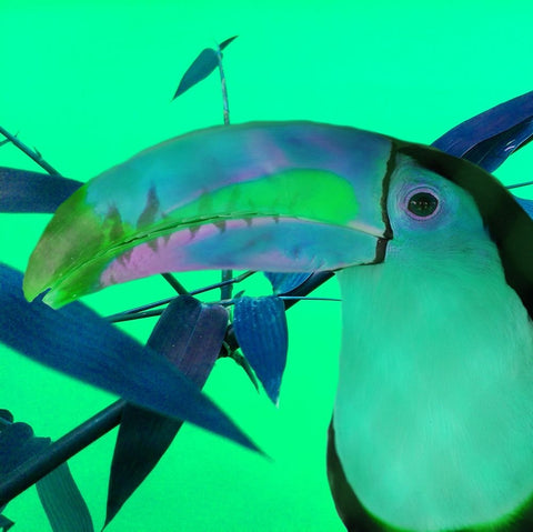 Toucan Glow White Modern Wood Framed Art Print with Double Matting by Phillip, Jamie