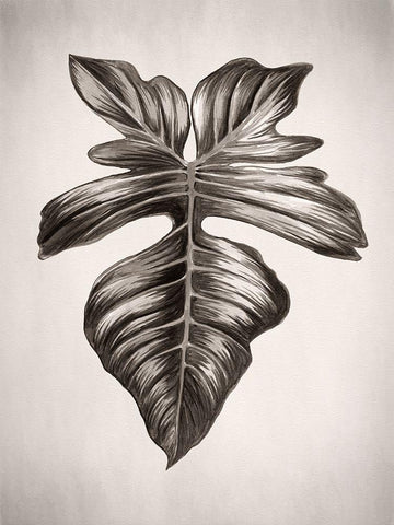 Verdure III Sepia Black Ornate Wood Framed Art Print with Double Matting by Urban Road