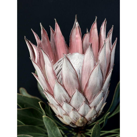 King of Flowers White Modern Wood Framed Art Print by Urban Road
