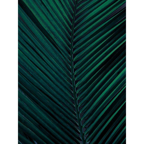 Shade II Black Modern Wood Framed Art Print by Urban Road