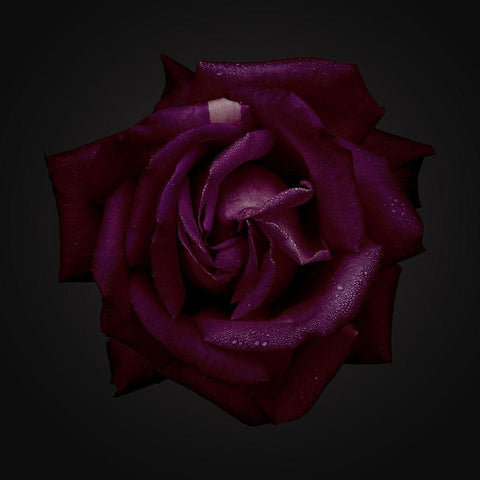 Enchantress Black Modern Wood Framed Art Print by Urban Road