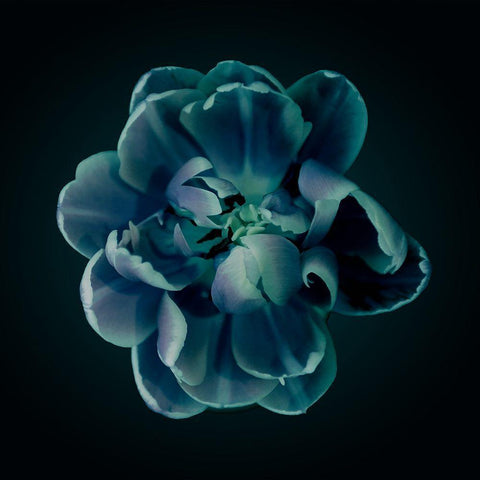 Charm Black Modern Wood Framed Art Print by Urban Road