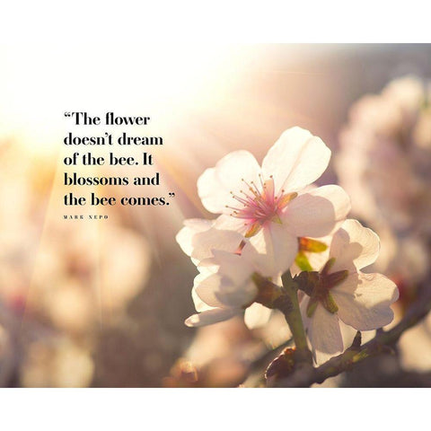 Mark Nepo Quote: Blossoms White Modern Wood Framed Art Print by ArtsyQuotes