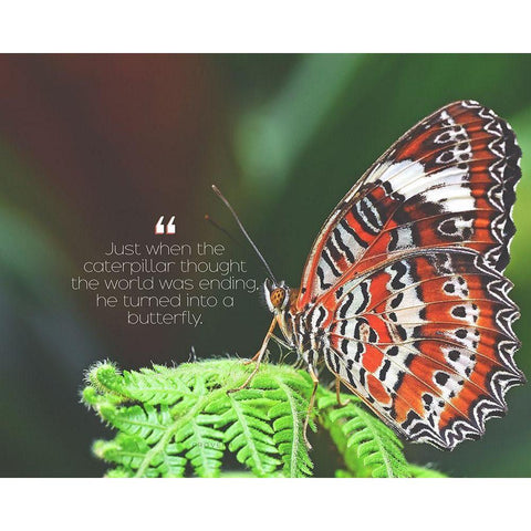 Artsy Quotes Quote: Turned into a Butterfly Black Modern Wood Framed Art Print by ArtsyQuotes