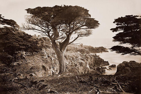 Cypress Point, Monterey, California, about 1880s White Modern Wood Framed Art Print with Double Matting by Watkins, Carleton