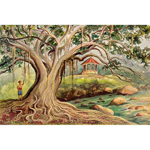 Gummibaum auf Java Ficus elastica in Buitenzorg Gold Ornate Wood Framed Art Print with Double Matting by Haeckel, Ernst