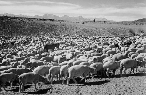 Flock in Owens Valley - National Parks and Monuments, 1941 Black Ornate Wood Framed Art Print with Double Matting by Adams, Ansel