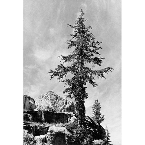 Tree and unnamed peak, Kings River Canyon, proposed as a national park, California, 1936 White Modern Wood Framed Art Print by Adams, Ansel