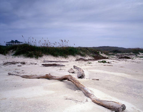 Driftwood on beach at Padre Island, TX Black Ornate Wood Framed Art Print with Double Matting by Highmith, Carol