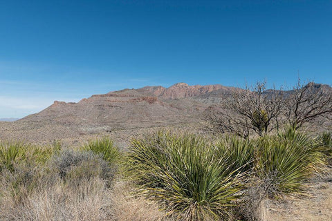 Scenery in Big Bend National Park, TX Black Ornate Wood Framed Art Print with Double Matting by Highmith, Carol