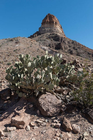 Prickly Pear Cactus and scenery in Big Bend National Park, TX Black Ornate Wood Framed Art Print with Double Matting by Highmith, Carol