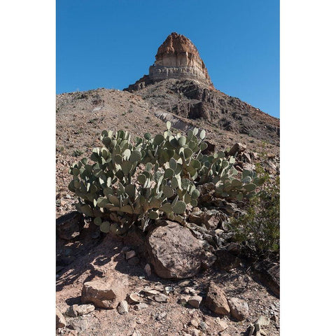Prickly Pear Cactus and scenery in Big Bend National Park, TX White Modern Wood Framed Art Print by Highmith, Carol