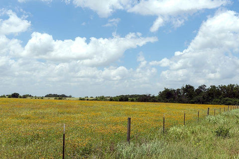 A field of wildflowers near Chappel Hill in Austin County, TX, 2014 White Modern Wood Framed Art Print with Double Matting by Highmith, Carol