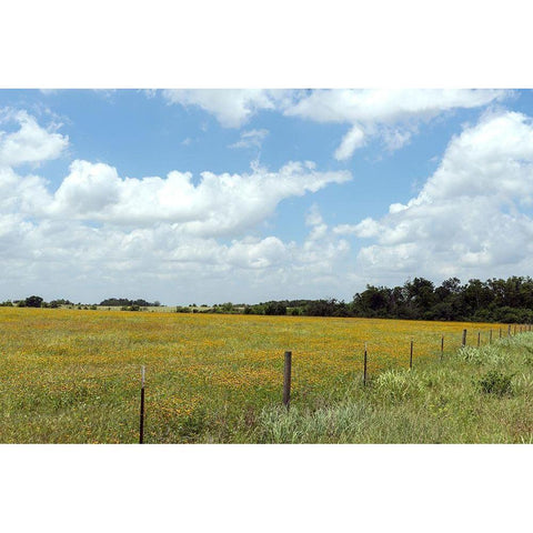 A field of wildflowers near Chappel Hill in Austin County, TX, 2014 White Modern Wood Framed Art Print by Highmith, Carol