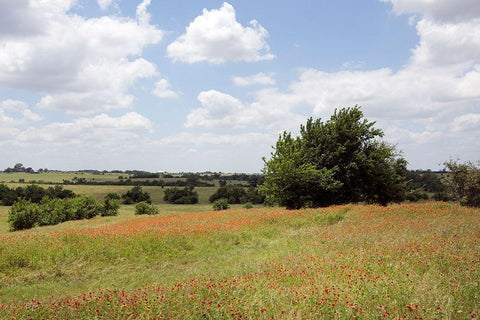 A field of wildflowers near Chappel Hill in Austin County, TX, 2014 White Modern Wood Framed Art Print with Double Matting by Highmith, Carol