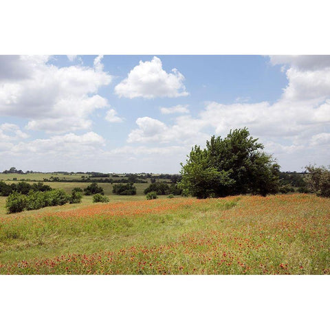 A field of wildflowers near Chappel Hill in Austin County, TX, 2014 White Modern Wood Framed Art Print by Highmith, Carol
