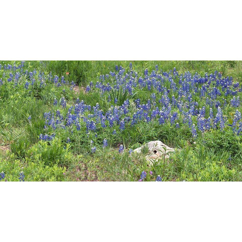 Bluebonnets at the Lady Bird Johnson Wildflower Center, near Austin, TX White Modern Wood Framed Art Print by Highmith, Carol