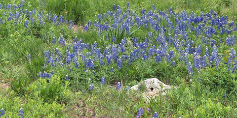 Bluebonnets at the Lady Bird Johnson Wildflower Center, near Austin, TX Black Ornate Wood Framed Art Print with Double Matting by Highmith, Carol