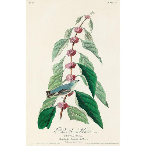 Blue-green Warbler Black Modern Wood Framed Art Print with Double Matting by Audubon, John James