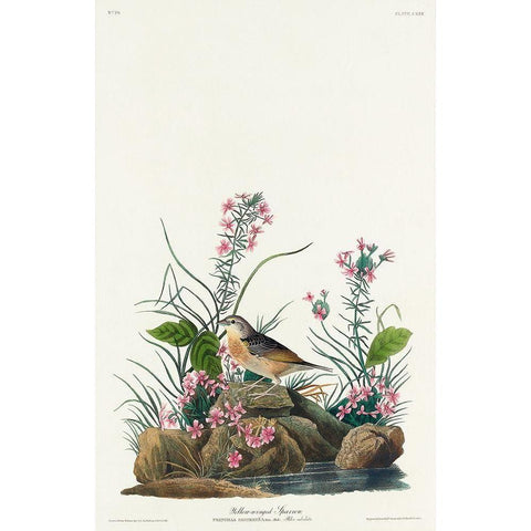 Yellow-winged Sparrow Black Modern Wood Framed Art Print with Double Matting by Audubon, John James