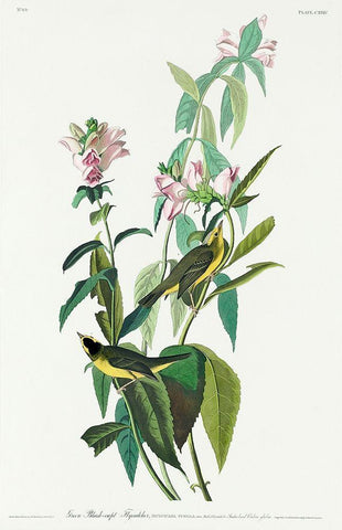 Green Black-Capt Flycatcher  White Modern Wood Framed Art Print with Double Matting by Audubon, John James