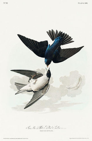 White-bellied Swallow White Modern Wood Framed Art Print with Double Matting by Audubon, John James
