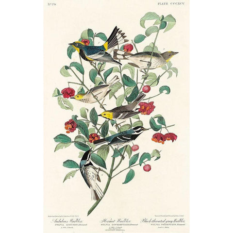 Audubons Warbler, Hermit Warbler and Black-throated gray Warbler  White Modern Wood Framed Art Print by Audubon, John James