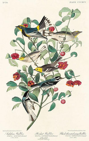 Audubons Warbler, Hermit Warbler and Black-throated gray Warbler  Black Ornate Wood Framed Art Print with Double Matting by Audubon, John James