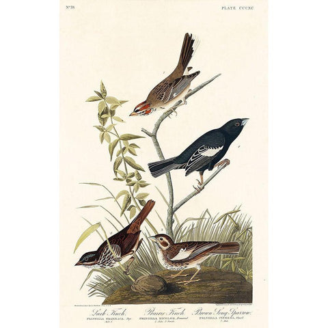 Lark Finch, Prairie Finch and Brown Song Sparrow Gold Ornate Wood Framed Art Print with Double Matting by Audubon, John James