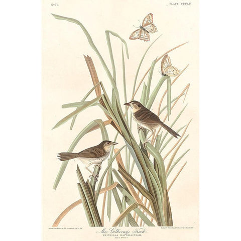 MacGillivrays Finch Gold Ornate Wood Framed Art Print with Double Matting by Audubon, John James