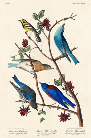 Townsends Warbler, Arctic Blue-bird and Western Blue-bird White Modern Wood Framed Art Print with Double Matting by Audubon, John James