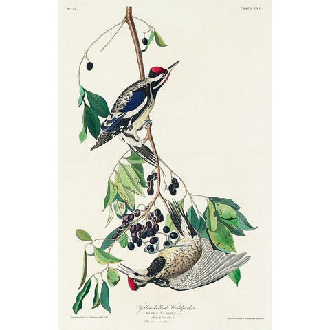 Yellow bellied Woodpecker White Modern Wood Framed Art Print by Audubon, John James