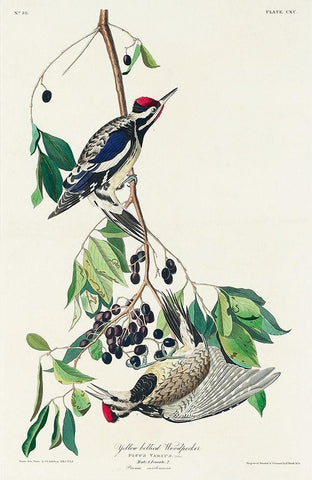 Yellow bellied Woodpecker Black Ornate Wood Framed Art Print with Double Matting by Audubon, John James