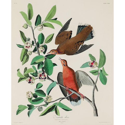 Canada Dove Black Modern Wood Framed Art Print by Audubon, John James