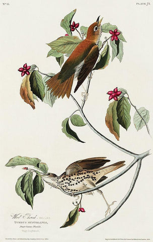 Wood Thrush Black Ornate Wood Framed Art Print with Double Matting by Audubon, John James