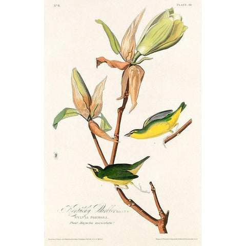 Kentucky Warbler Black Modern Wood Framed Art Print with Double Matting by Audubon, John James