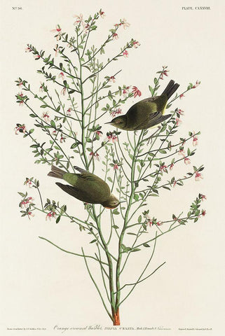 Orange-crowned Warbler Black Ornate Wood Framed Art Print with Double Matting by Audubon, John James